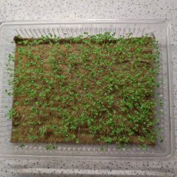 Erste Keimlinge auf einer Leinen-Anzuchtmatte für Microgreens