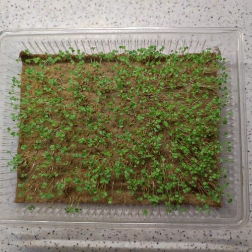Erste Keimlinge auf einer Leinen-Anzuchtmatte für Microgreens